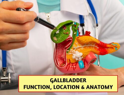 Gallbladder: What it is, Function, Location & Anatomy