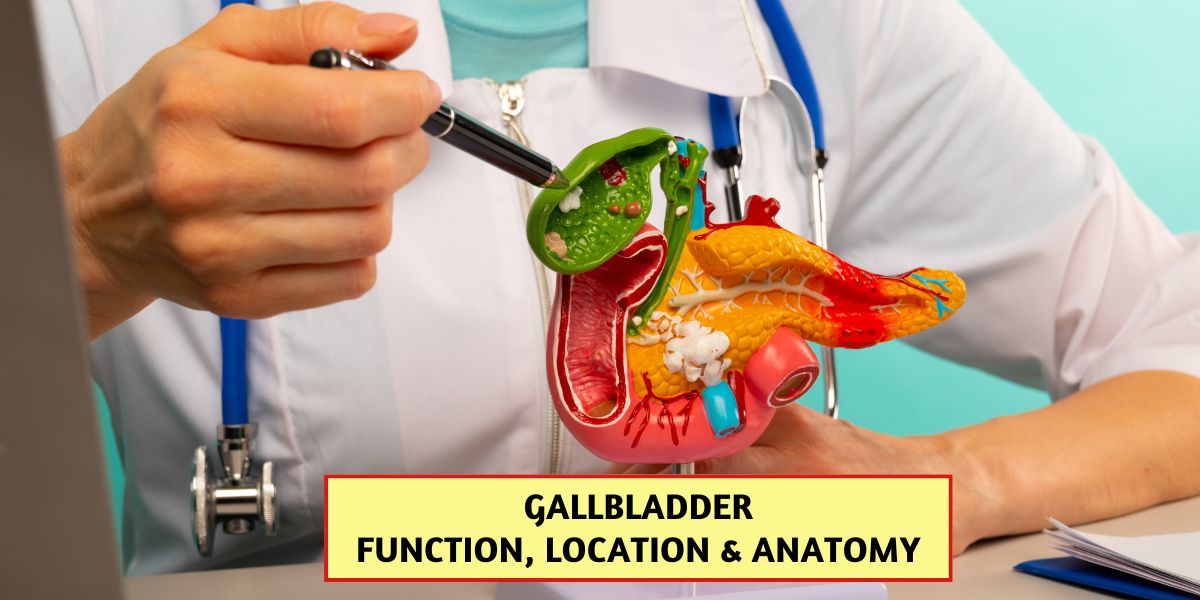 Gallbladder - Function, location & anatomy